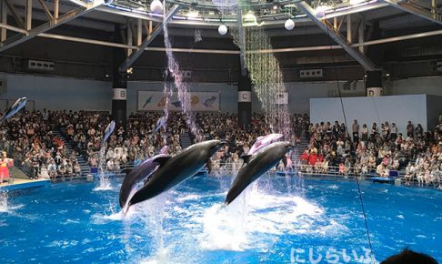 アクアパーク品川水族館イルカ