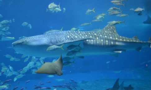海遊館・おとまりスクールの当選確率